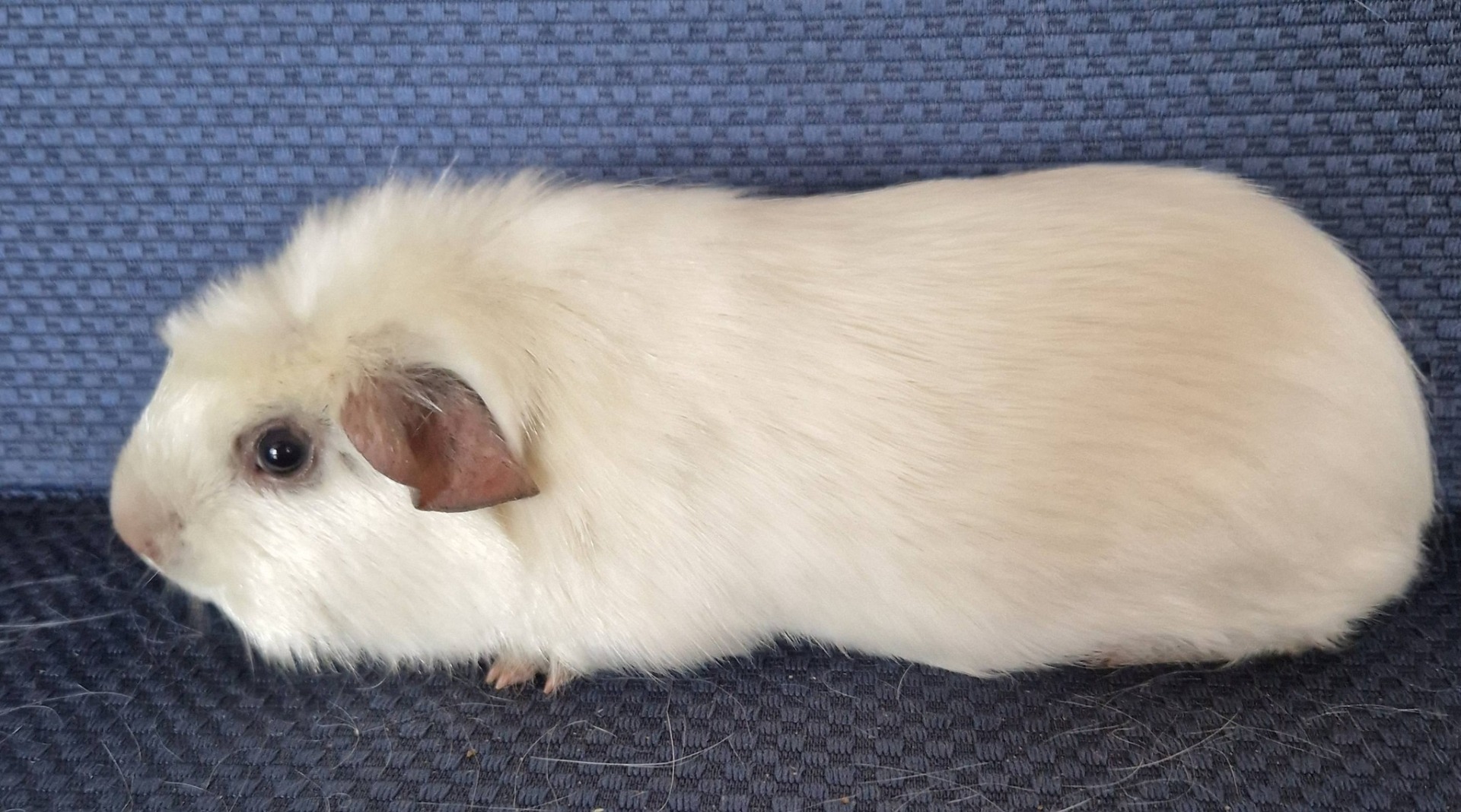 Highlander's Aquarius