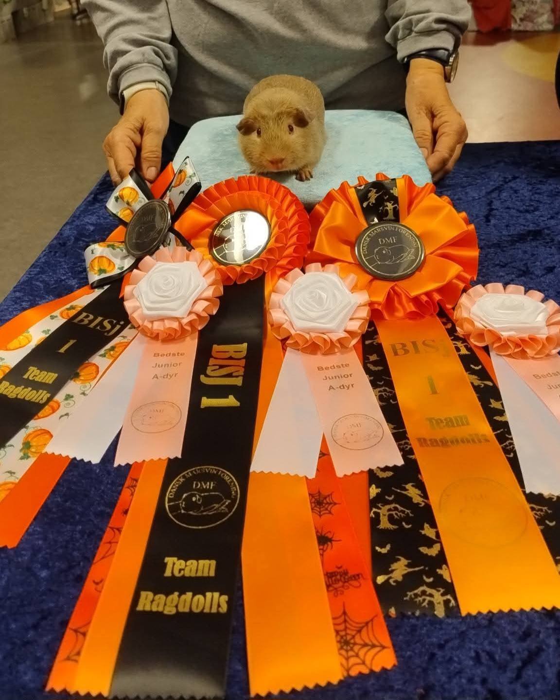 DKCHjrsv SV3-25 Highlander's You can't hurry Love