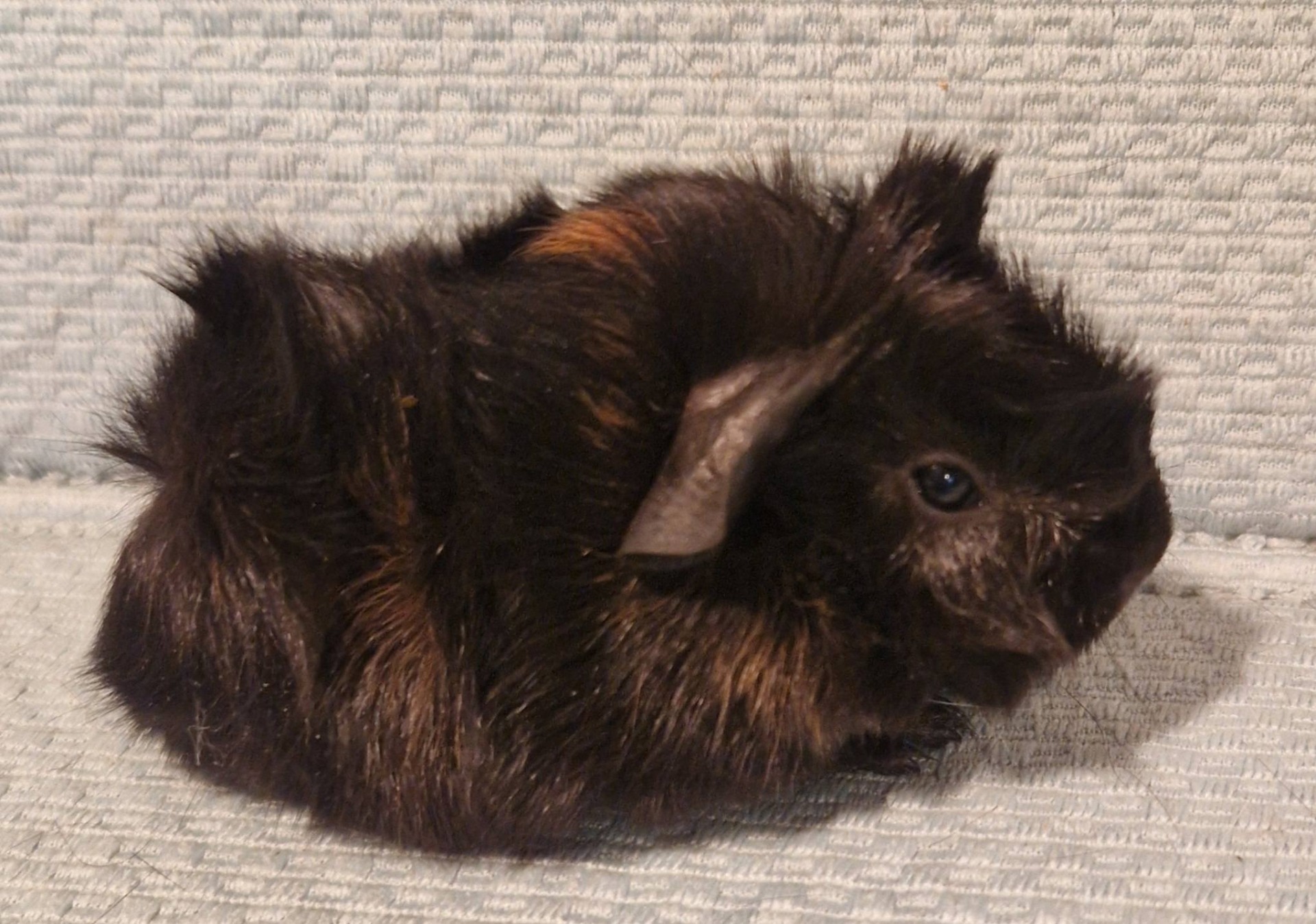 Dragon Hill's Xanadu