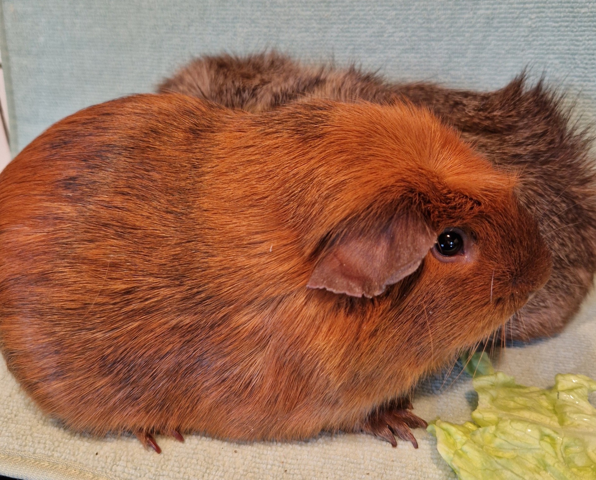 Highlander's Enchilada